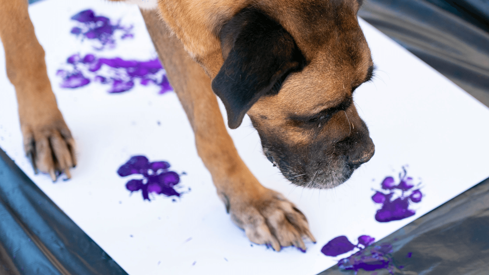 ‘Canine art’ for the 2024/25 institutional gift