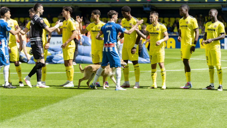 Adopta un gos abandonat! VillarrealCF RCDEspanyol 074 1